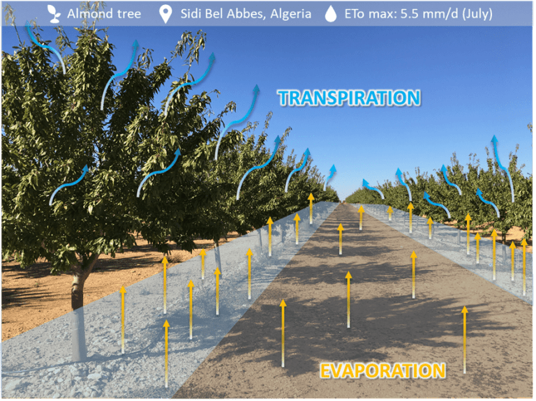 What is evapotranspiration? AZUD