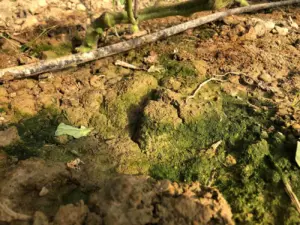 biofilm01