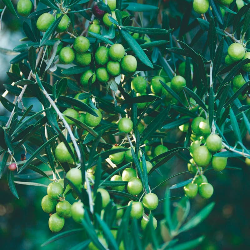 Olive tree cultivation - AZUD