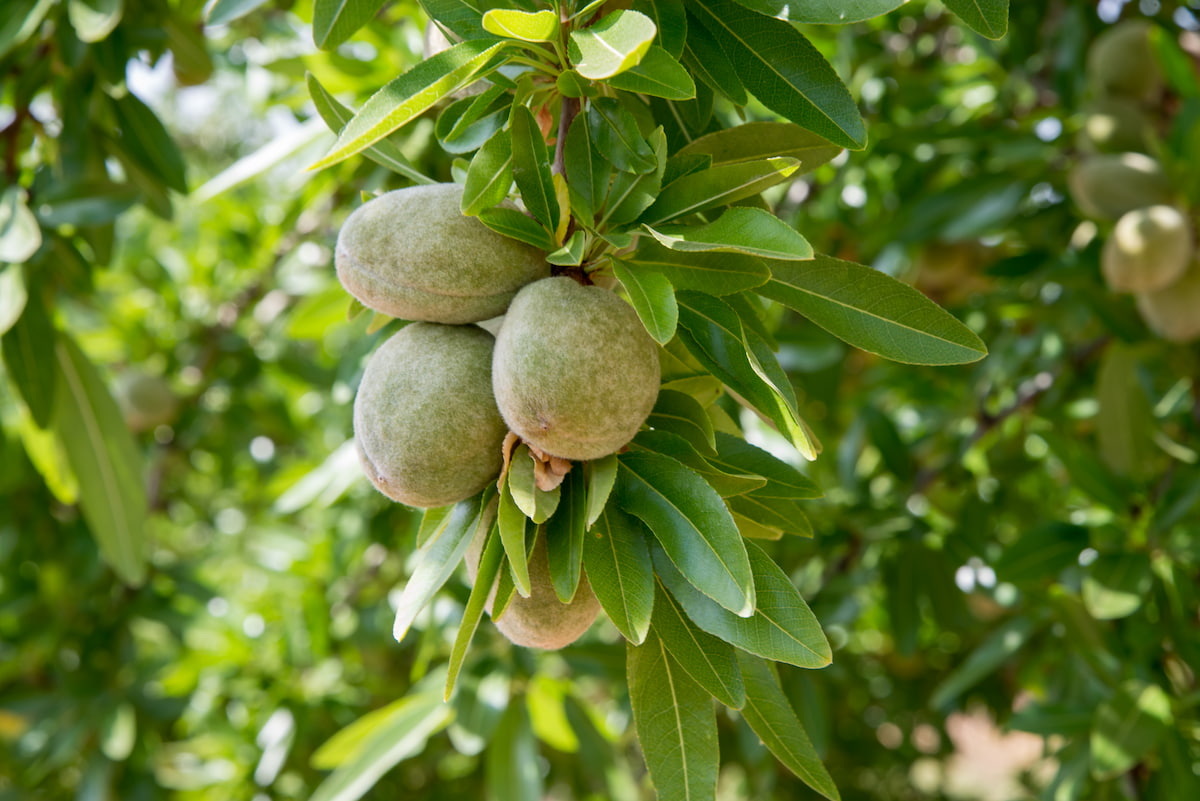 Olive tree cultivation - AZUD