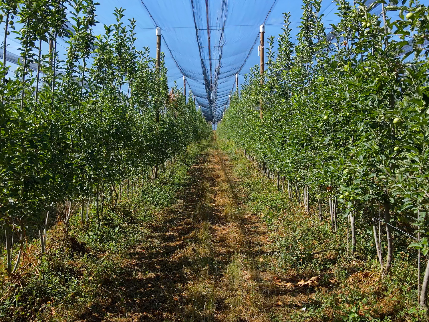 Plantación marco super alta densidad manzana ecológica