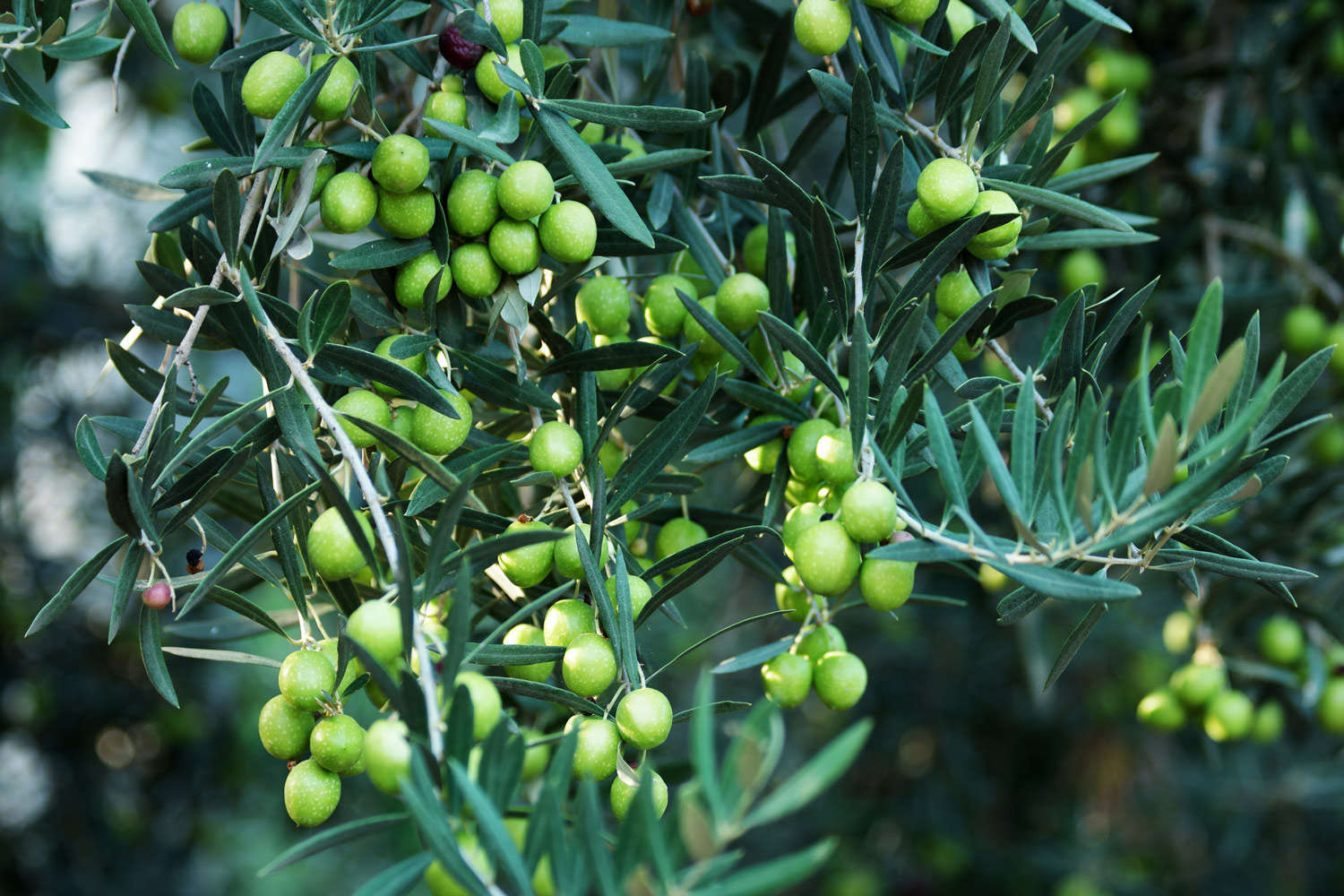 Old olive trees, Millennial Olive trees