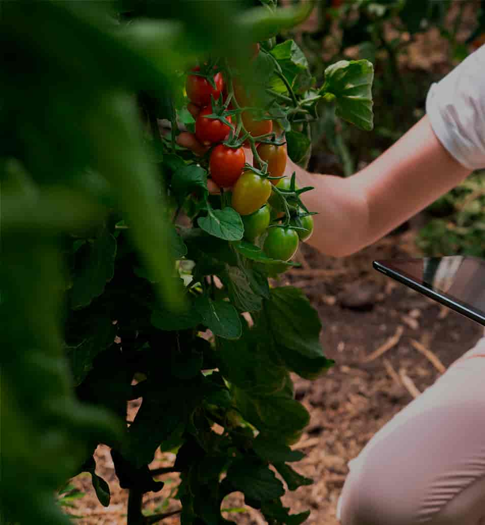 Nutricion vegetal oscuro