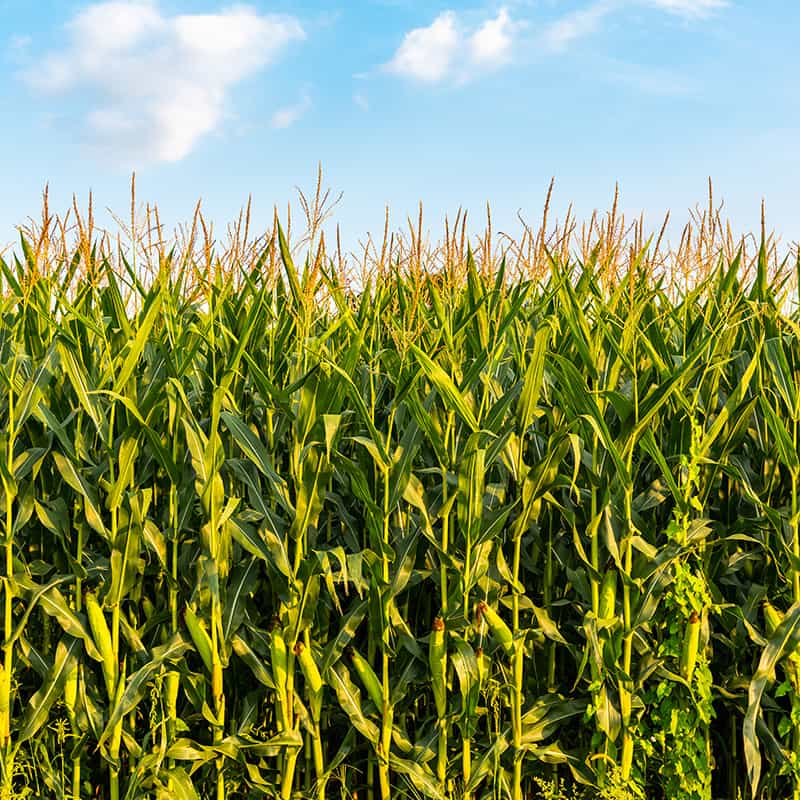 Cultivo del maíz - AZUD