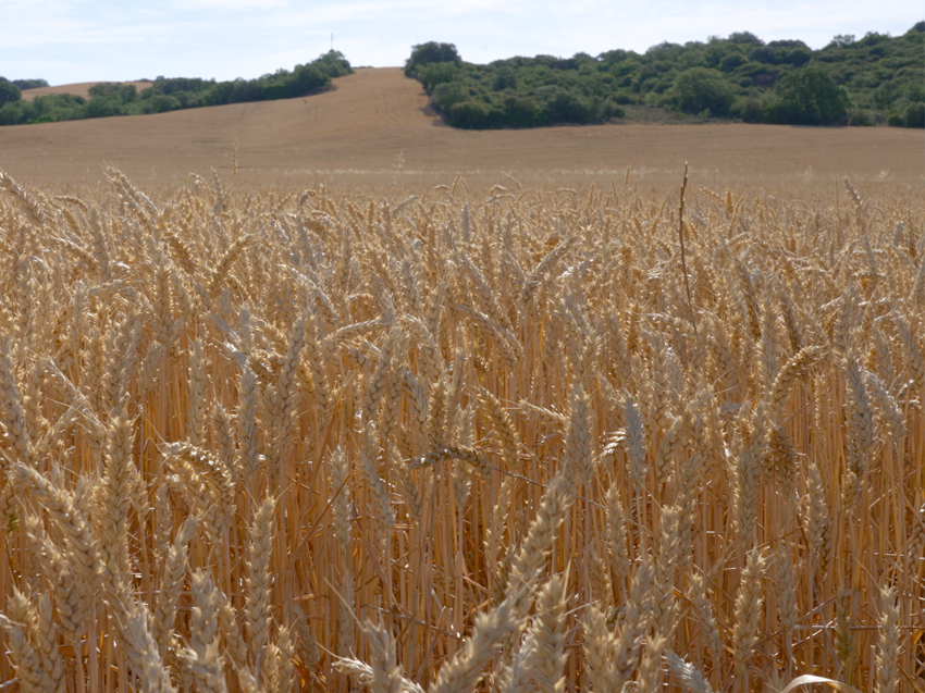 Aumento de la producción cultivo de trigo con riego por goteo subterráneo