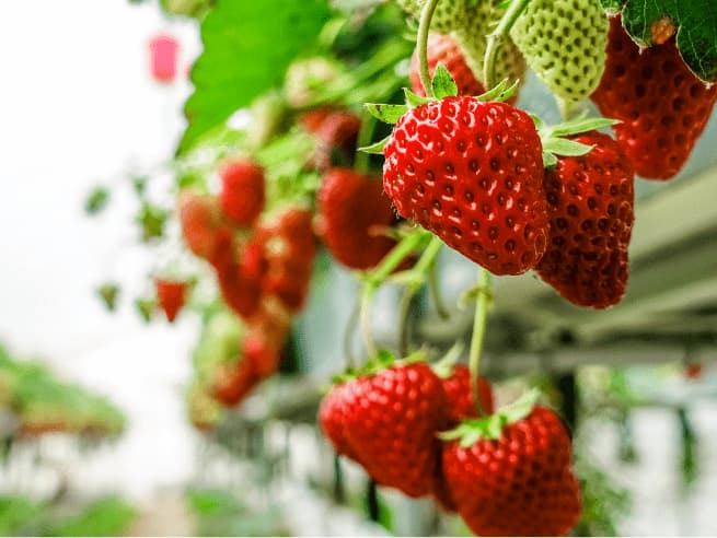 nutrición vegetal fresa optimización de cultivo