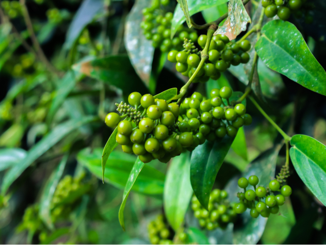 black pepper with plant nutrition
