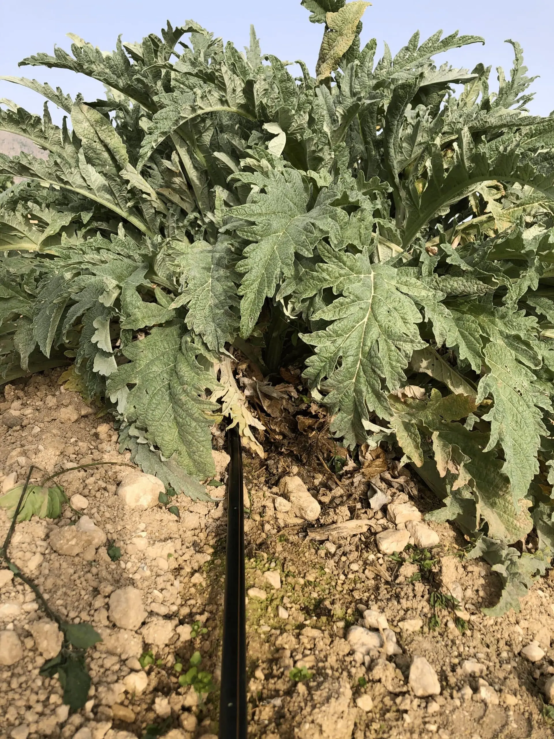 Artichoke