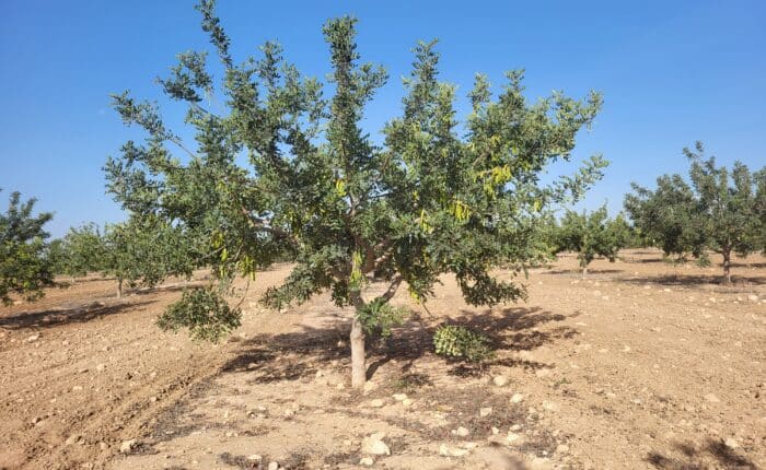 cultivo algarrobo