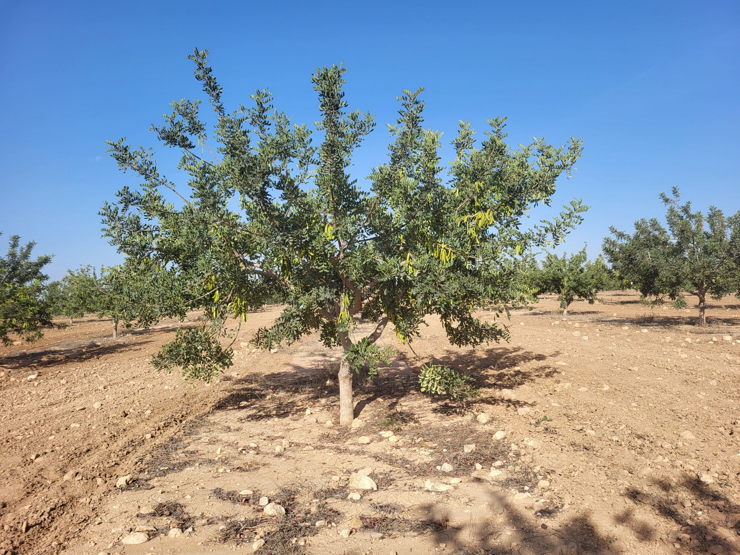 cultivo algarrobo